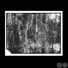 LIANAS - CHACO PARAGUAYO - Fotografía de GUIDO BOGGIANI